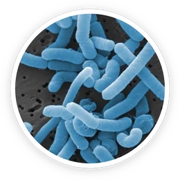 Lactobacillus Paracasei in ProDentim