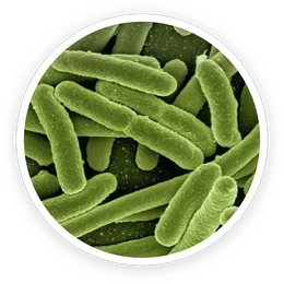 Lactobacillus Reuteri in ProDentim